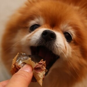 엄마가준생선,동해형씨 원물건조 가오리 60g 강아지 수제간식